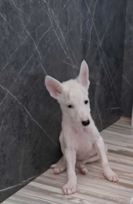 отдам в добрые руки щенков