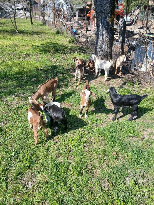 Capre, iezi și țap anglo-nubian....