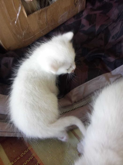 Отдам котят в хорошие руки