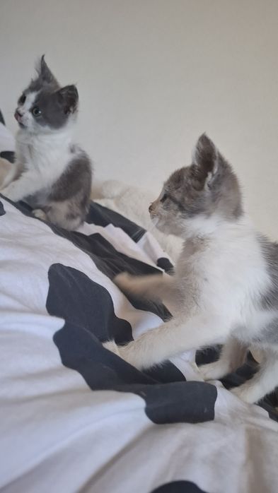 Котята ищет добрых хозяев