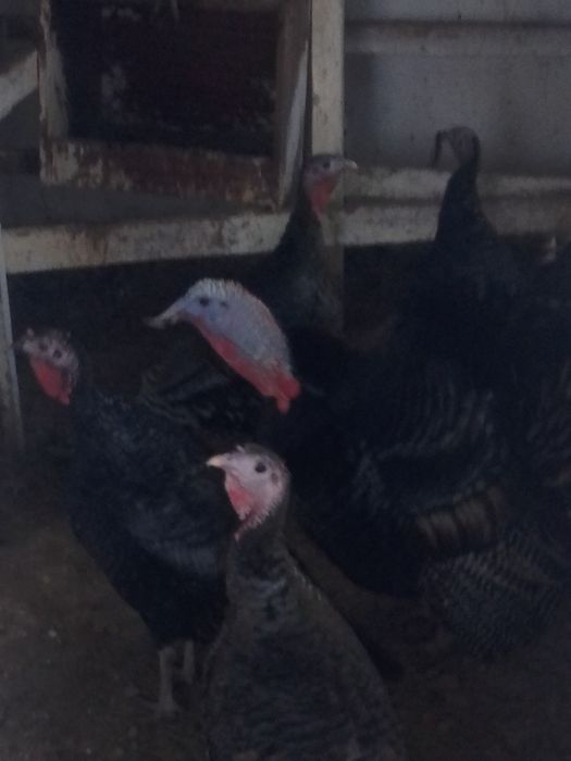 Ундик прадам 10000