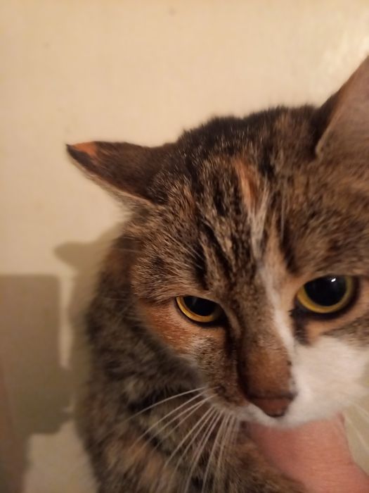 домашние животные