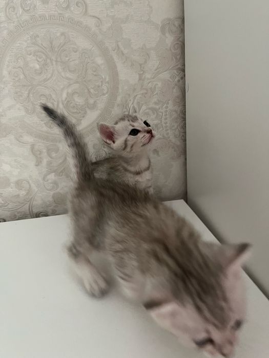 Кошка шиншила девочка
