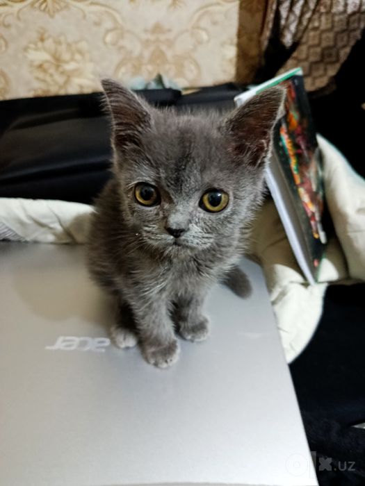 British shorthair