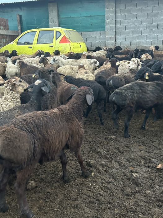 Продам баран Кой сатылады