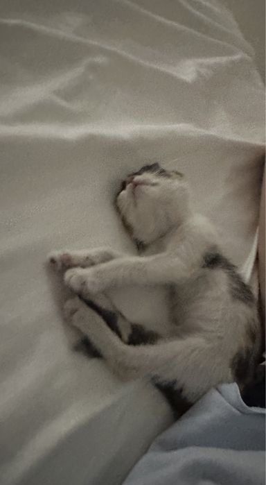 Отдам в добрые руки котенка