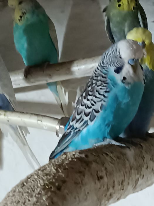 Самец ВВП Чех, возраст семь месяцев