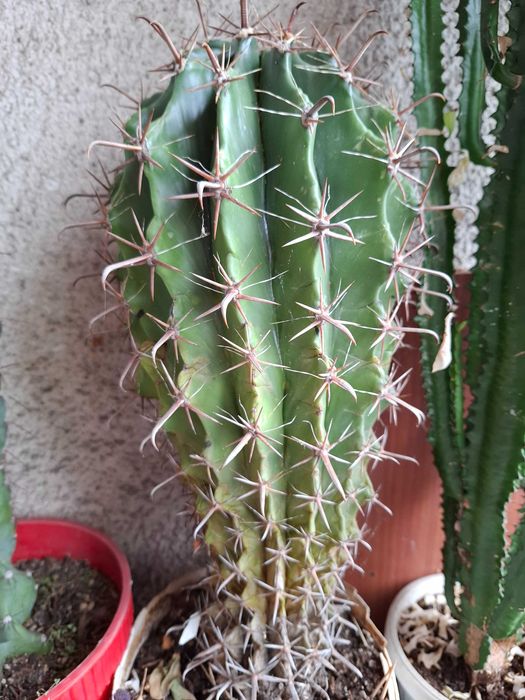 Кактус - висок 37 см. над 30 години
