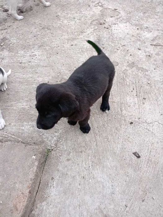 Подаряват се кученца майката е среден размер ловна порода