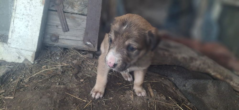 Щенки для охраны