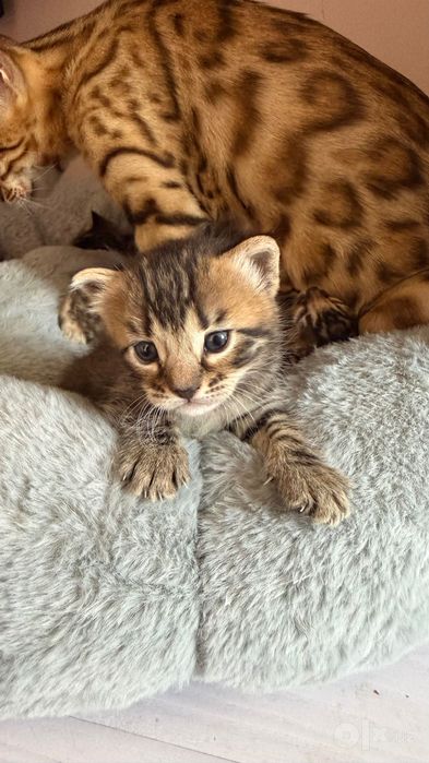 Бенгальская котята
