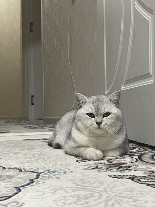 Yirtilgan mushuklar va eshaklar