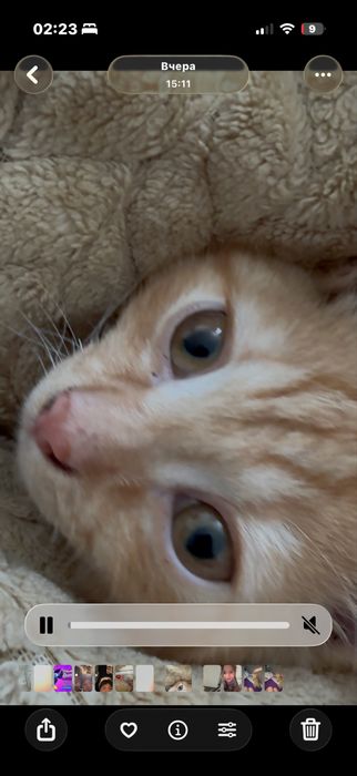 Рижий котенок,4 месяца