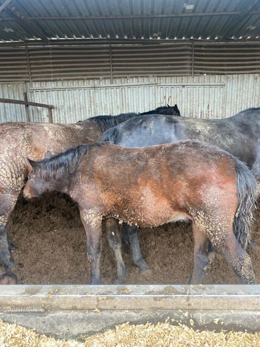 Продается Жабагы