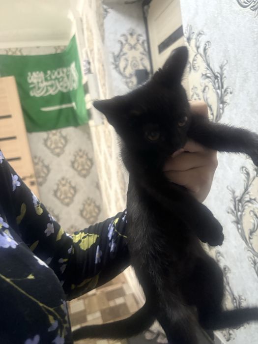 Отдам срочно котенка