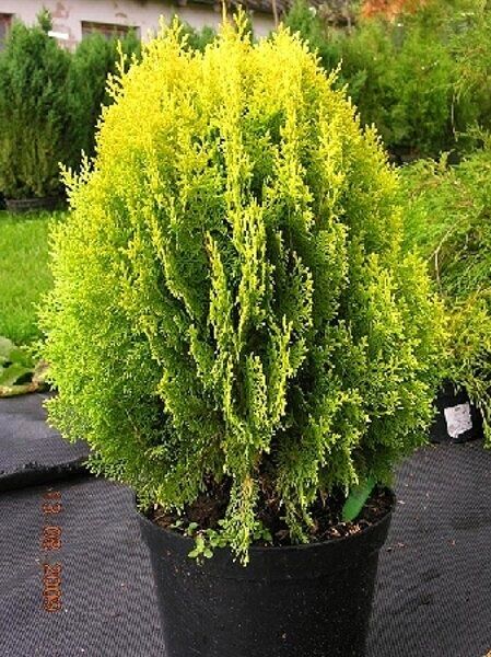 Туя ауреа нана кучатлари сотувда