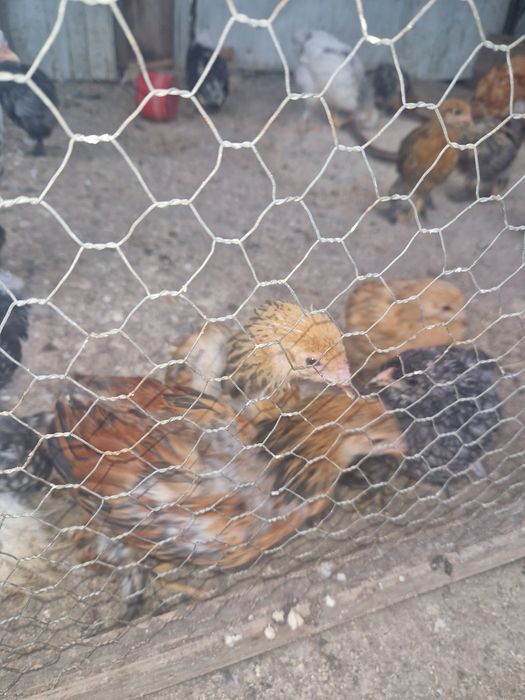 Pui de vânzare din rasă Brahama