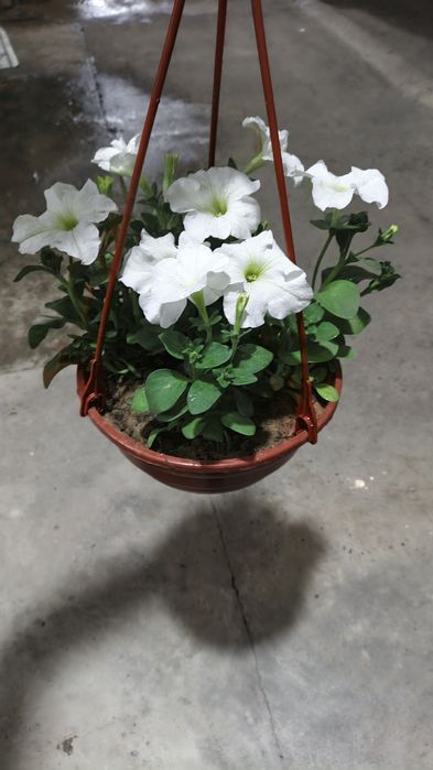 Gul osilma tuvakda