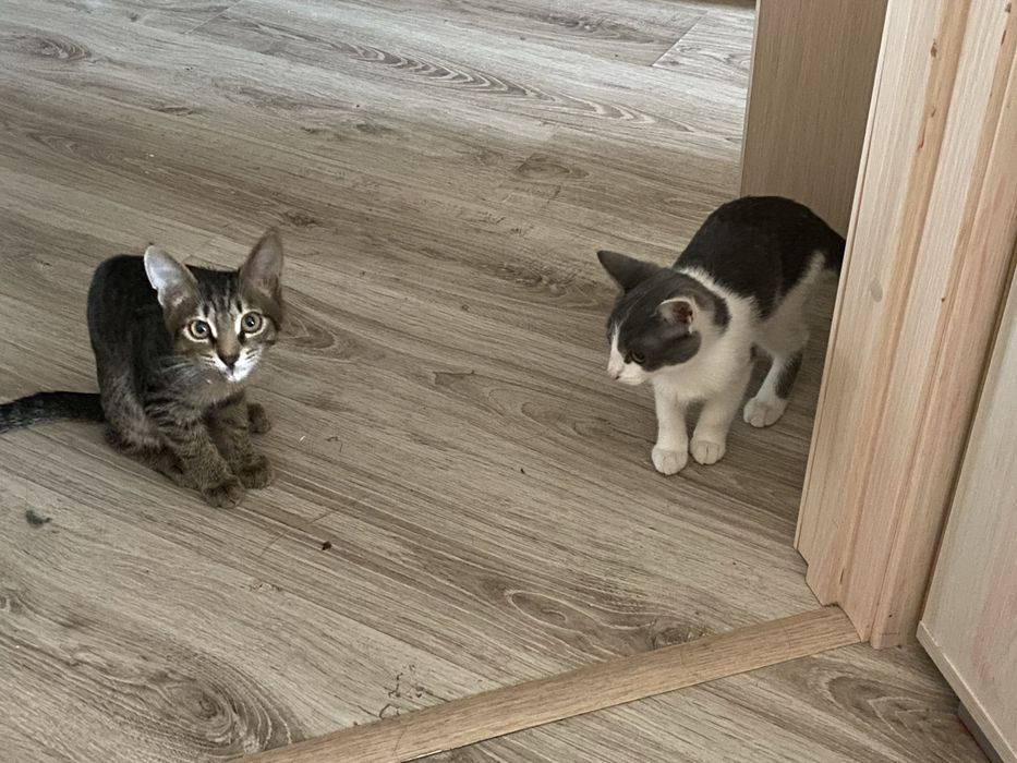 Отдам котят в хорошие руки