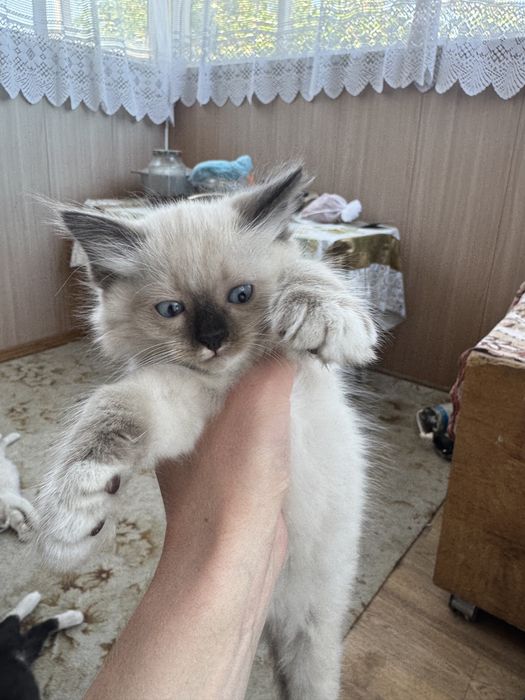 Котята в надежные руки