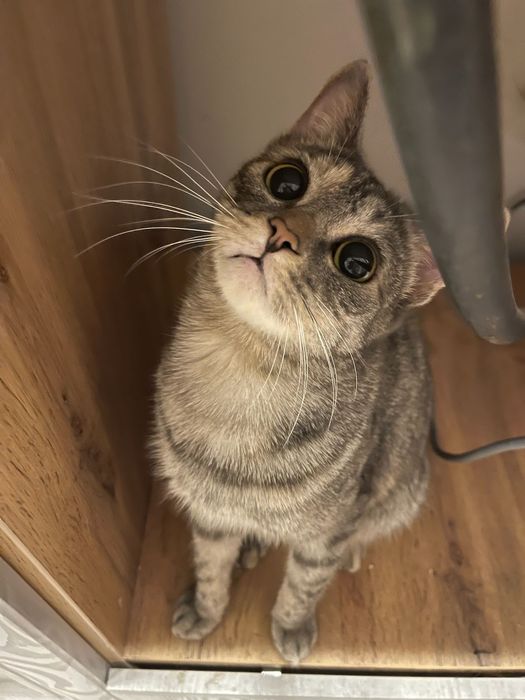 Мия ищет свой дом