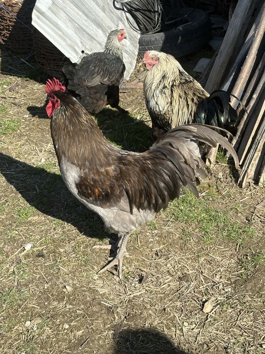 Vand Gaini si cocosi