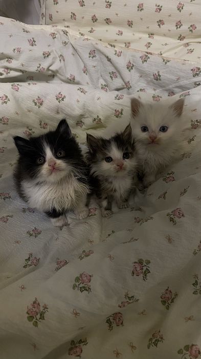Продается котенки
