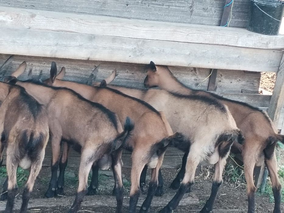 Vând tapisori Alpini si iede Alpine
