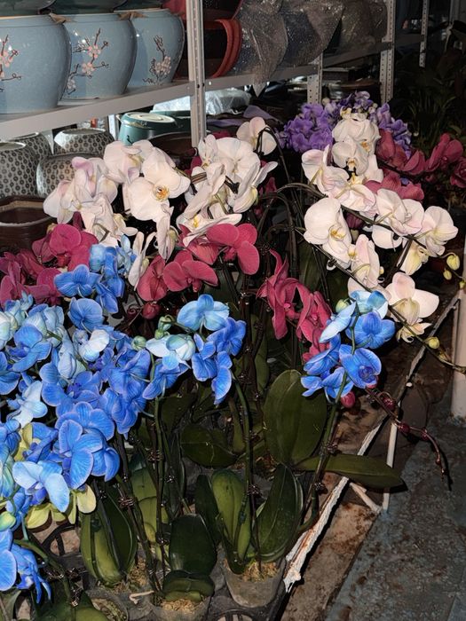 Орхидеи 30 см да 120 сантиметров