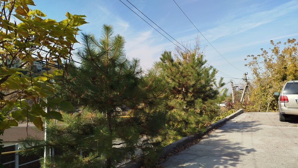 Продам сосну на штамбе крымская