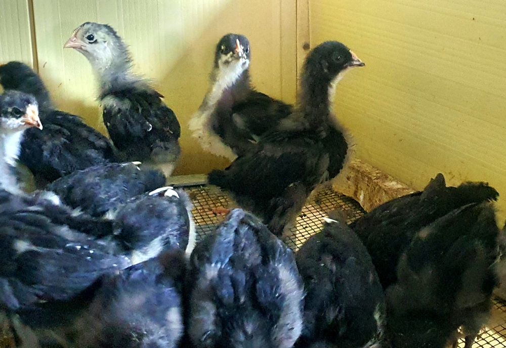 Andijon qora tovuq jòjalari