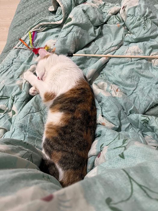 Looking for someone to adopt a cat