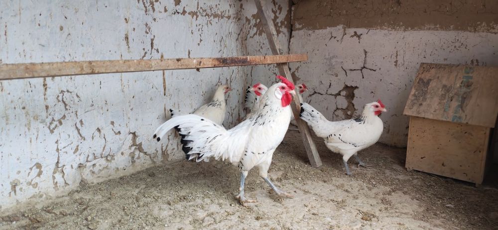 Gambriski sotladi 1+4