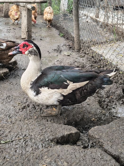 Rățoi mut crescut natural