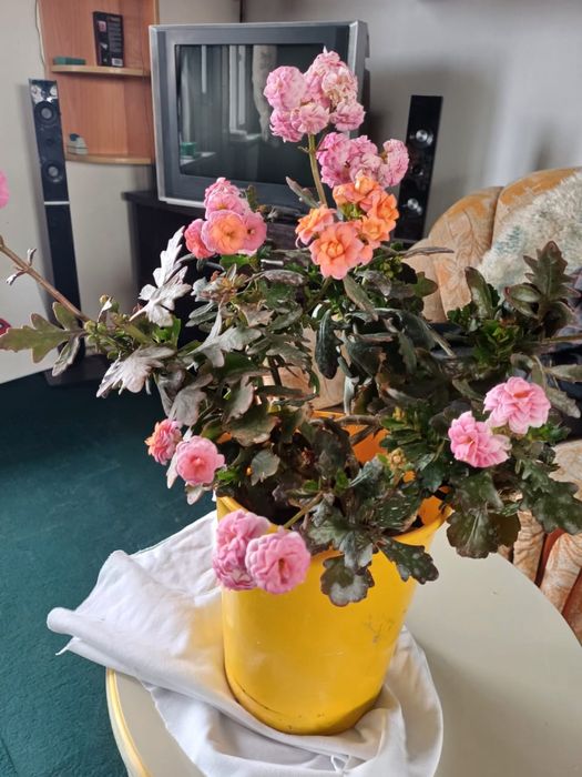 Калонхое сортовое 4000