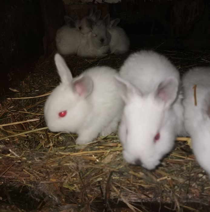 De vânzare iepurasi