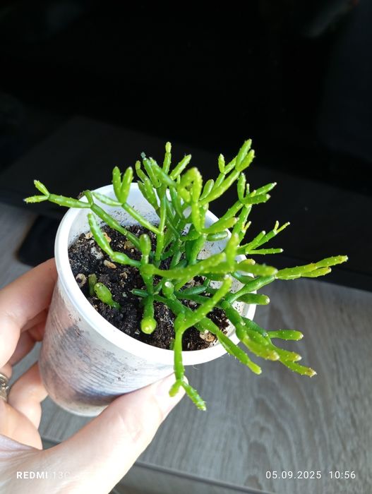 Продам цветы по 1000 тенге