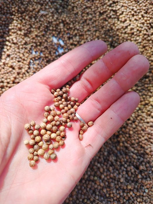 Semințe de coriandru