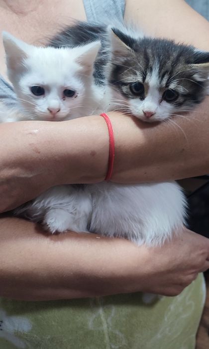 Отдам в Добрые Руки Котят