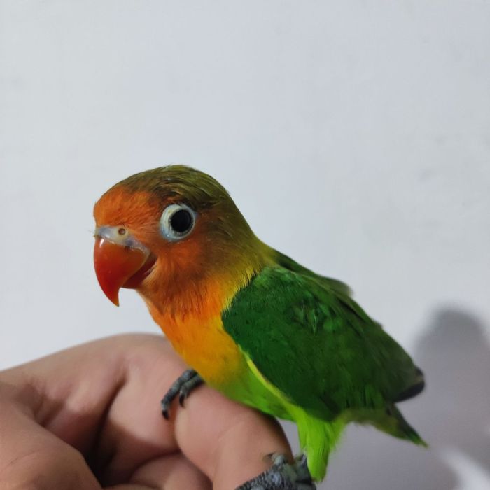 Ruchnoy papugay nerazluchniki sotiladi