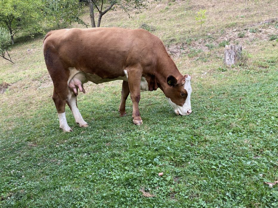 Vaca de vanzare