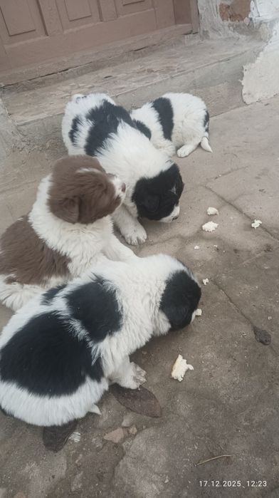 Каракачански кучета