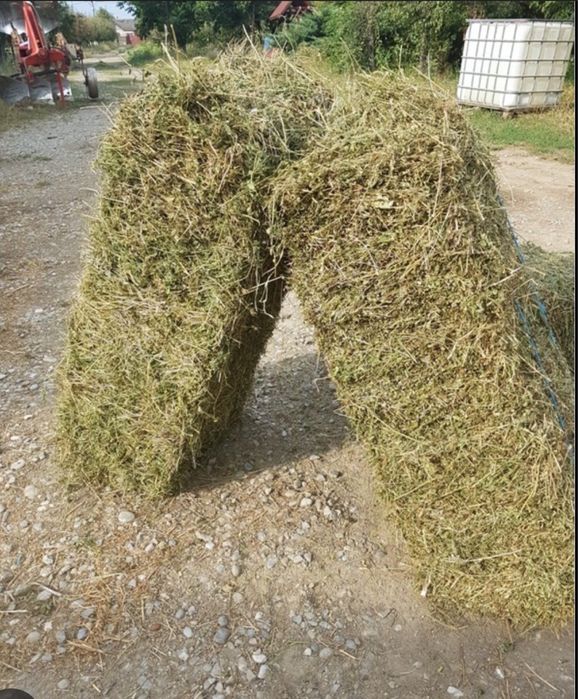 Baloti lucerna proaspeti