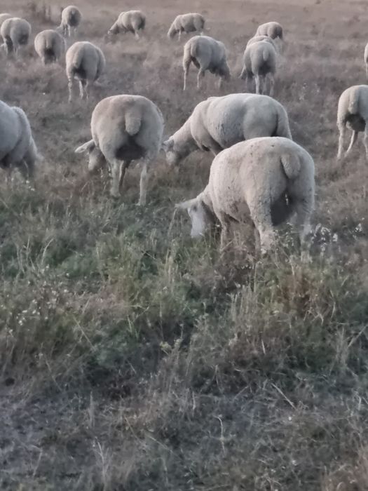 Vând oi ile de france