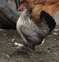 Găini pitici de vanzare