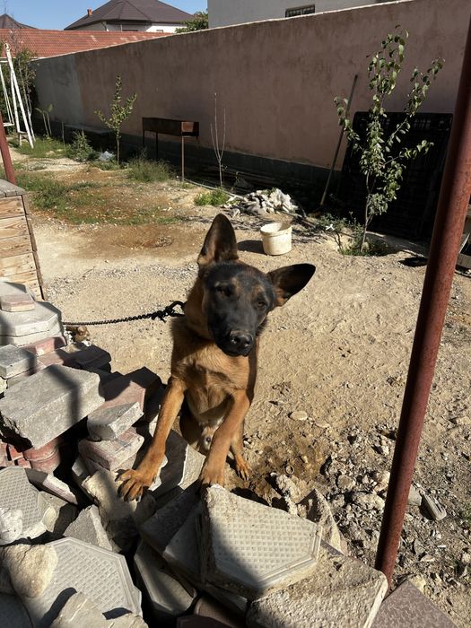 Продается немецкая овчарка