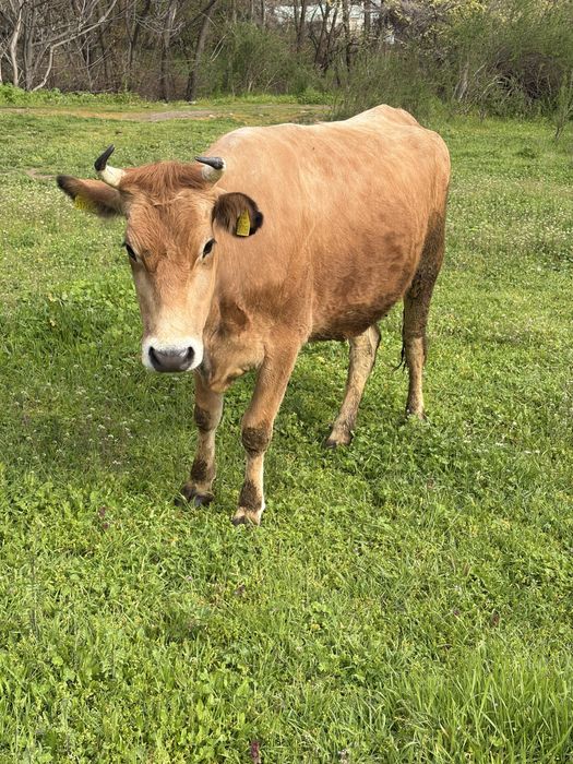 Продавам крава Джерсей