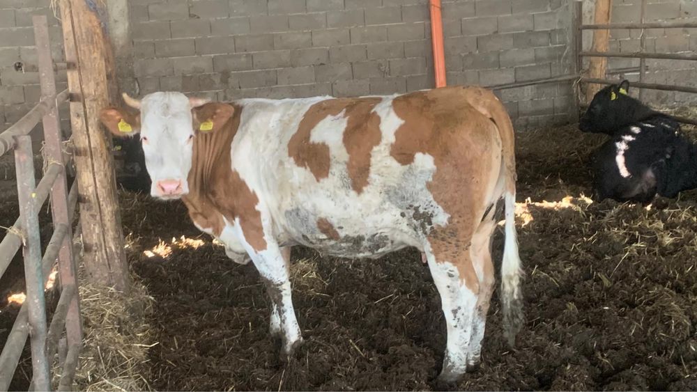 Vand vaca bălțată românească