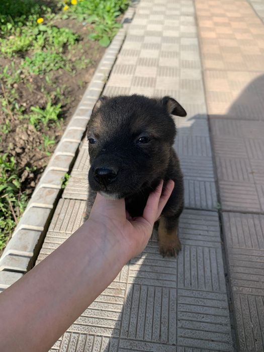 СРОЧНО!Щенки Даром.