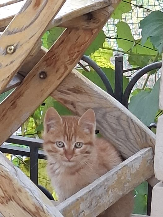 Отдам в добрые руки котёнка.  Мальчик.  Возраст 2 месяца. Бауырластар